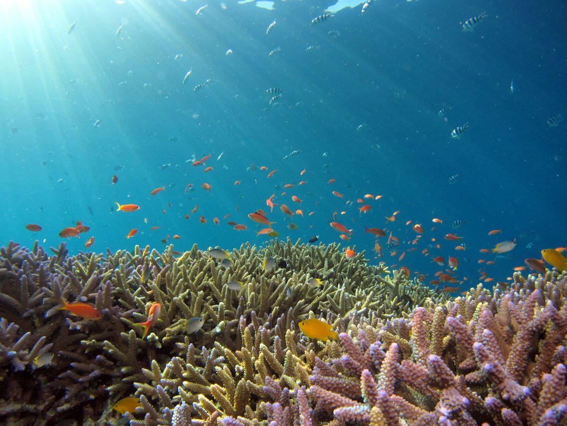 Incontournables Le Guide Les Expériences Inoubliables aux Maldives